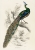 Puzzle Piece of Mind. 1000 elementów. A majestic male peafowl portrait. Ekologiczne puzzle premium