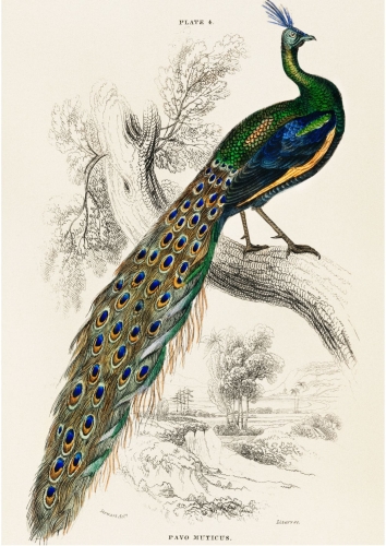 Zestaw Puzzle Piece of Mind. Harmony 1000 elementów i A majestic male peafowl portrait 1000 elementów. Ekologiczne puzzle premium