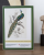 Puzzle Piece of Mind. 1000 elementów. A majestic male peafowl portrait. Ekologiczne puzzle premium